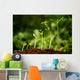 Six seedlings growing from soil Wall Mural