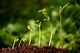 Six seedlings growing from soil Wall Mural