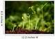 Six seedlings growing from soil Wall Mural