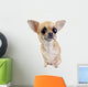 Chihuahua with big eyes portrait isolated Wall Decal