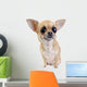 Chihuahua with big eyes portrait isolated Wall Decal