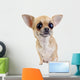 Chihuahua with big eyes portrait isolated Wall Decal
