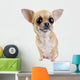 Chihuahua with big eyes portrait isolated Wall Decal