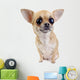 Chihuahua with big eyes portrait isolated Wall Decal