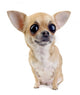 Chihuahua with big eyes portrait isolated Wall Decal