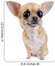 Chihuahua with big eyes portrait isolated Wall Decal