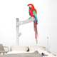 Green Wings Macaw with Wall Mural