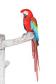 Green Wings Macaw with Wall Mural