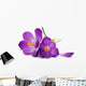 Crocus