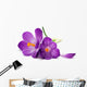 Crocus