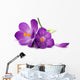 Crocus