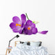 Crocus