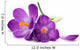 Crocus