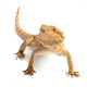 excepted reptile in front of white background Wall Decal