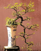 Bonsai Wall Decal Design 1