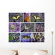 Machaons Et Fleurs Violettes Wall Mural
