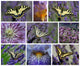 Machaons Et Fleurs Violettes Wall Mural