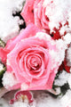 pink rose in the snow Wall Mural