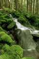Sol Duc Watershed, Olympic National Park, Washington State Wall Mural