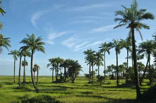 Rice Field Casamance Senegal Wall Decal