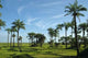 Rice Field Casamance Senegal Wall Decal