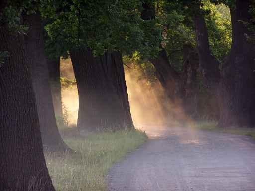 Sunset Oaks Wall Decal