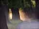 Sunset Oaks Wall Decal
