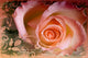 Rose Wall Mural