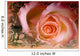 Rose Wall Mural