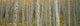 Aspen Grove In Fall, Kebler Pass, Colorado Wall Mural