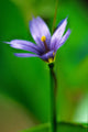 Blue Flower Wall Mural