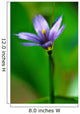 Blue Flower Wall Mural