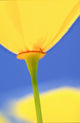 Wild Tulip Wall Mural