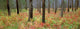 Fv1080, Darwin Wiggett Wall Mural