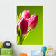 tulips on green Wall Mural