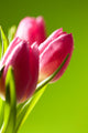 tulips on green Wall Mural
