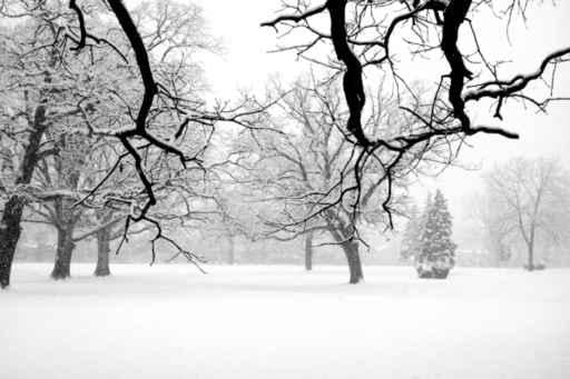 Winter Scene Wall Mural