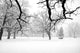 Winter Scene Wall Mural