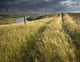 Vehicle Tracks Across Field And Red Deer River, Alberta Wall Mural