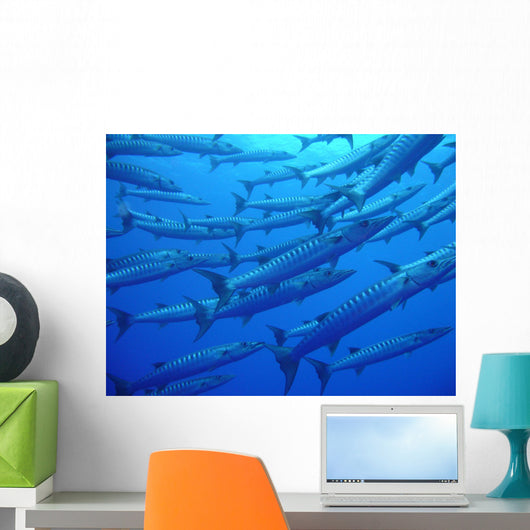 Barracudas Wall Mural