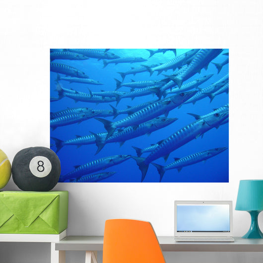 Barracudas Wall Mural