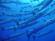 Barracudas Wall Mural