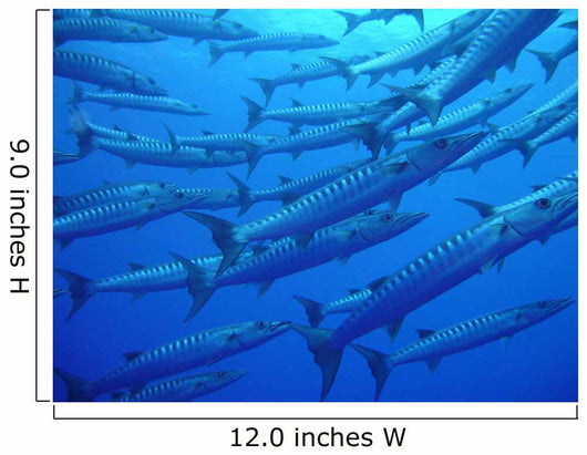 Barracudas Wall Mural