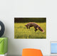 Red Fox Hunting, Prince Edward Island Wall Mural
