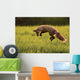 Red Fox Hunting, Prince Edward Island Wall Mural