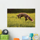 Red Fox Hunting, Prince Edward Island Wall Mural