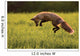 Red Fox Hunting, Prince Edward Island Wall Mural