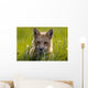Red Fox, Prince Edward Island Wall Mural