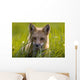 Red Fox, Prince Edward Island Wall Mural