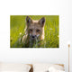 Red Fox, Prince Edward Island Wall Mural